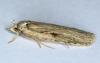 Agonopterix ocellana